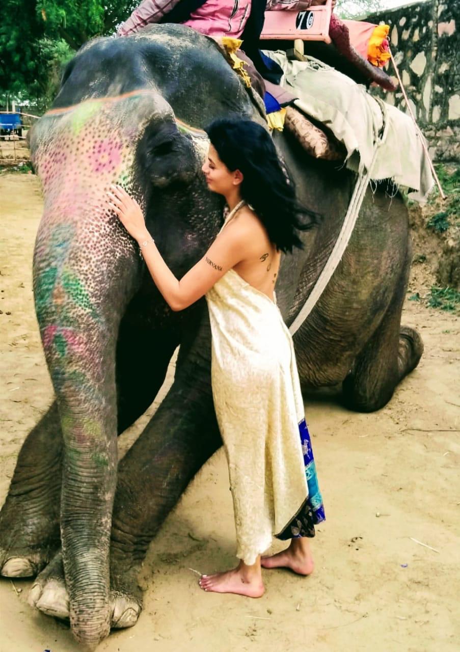Enjoy Elephant Ride in Jaipur - 7 Day Delhi Agra Jaipur Pushkar Tour